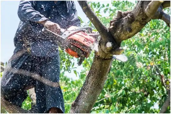 tree services Niota